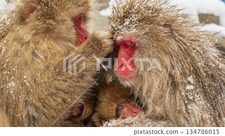 Snow Monkey (Jigokudani Monkey Park) Snow Monkey (Jigokudani Monkey Park) 134786015