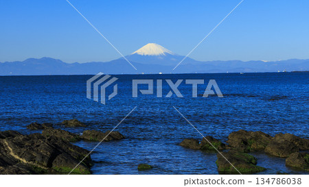 從相模灣眺望白雪皚皚的紫藤花 134786038