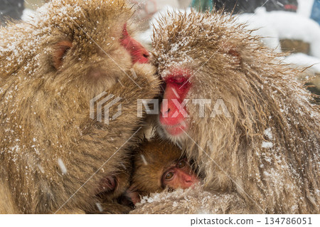 Snow Monkey (Jigokudani Monkey Park) Snow Monkey (Jigokudani Monkey Park) 134786051