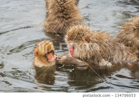 Snow Monkey (Jigokudani Monkey Park) 134786053