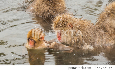 Snow Monkey (Jigokudani Monkey Park) 134786056