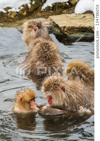Snow Monkey (Jigokudani Monkey Park) 134786058