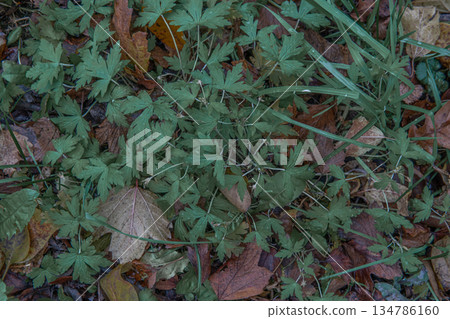 Green Leafy Ground Cover With Fernlike Leaves and Autumn Leaves on Forest Floor Green Leafy Ground Cover With Fernlike Leaves and Autumn Leaves on Forest Floor 134786160