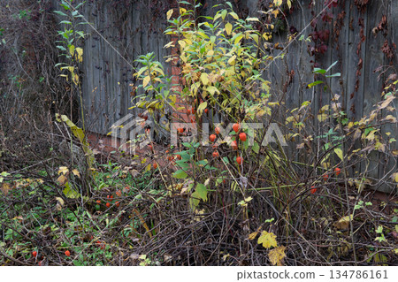 Autumn Vines With Bright Orange Chinese Lantern Fruits Hanging From Twisted Branches Autumn Vines With Bright Orange Chinese Lantern Fruits Hanging From Twisted Branches 134786161