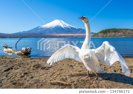 富士山天鵝湖山中湖 富士山天鵝湖山中湖 134786172