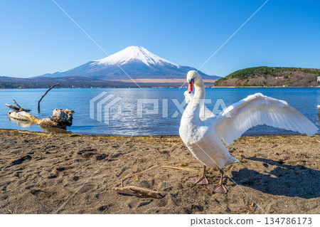 富士山天鵝湖山中湖 134786173