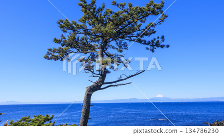 Mount Fuji in winter seen from the coast 134786230