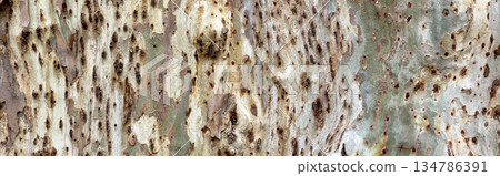 Eucalyptus tree bark texture peeling rough surface Eucalyptus tree bark texture peeling rough surface 134786391
