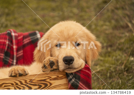 Detailed portrait of a cute golden retriever puppy leaning its head on a wooden crate with a red blanket. Close-up shot showing the sweet expression and paws of the dog. 134786419