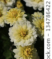 Double small chrysanthemum flower 134786422