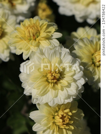 重瓣小菊花 重瓣小菊花 134786422