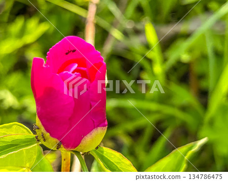 牡丹花盛開時：螞蟻們圍著花蜜嗡嗡亂竄 134786475