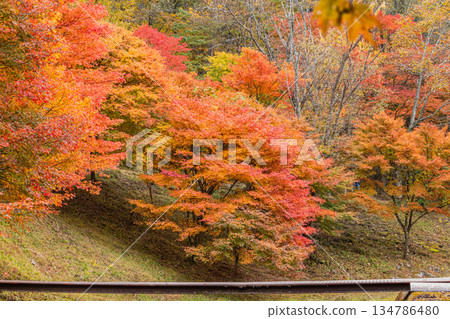 Takadoya Wetlands in Toyota City (Aichi Prefecture) 134786480