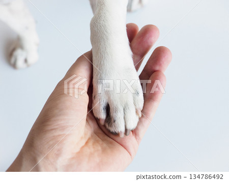Dog's paws and human hands. View from above Dog's paws and human hands. View from above 134786492