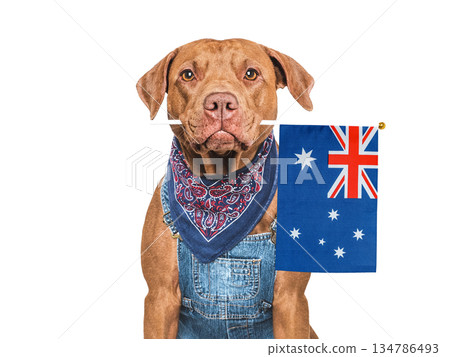 Lovable, charming dog and Australian Flag Lovable, charming dog and Australian Flag 134786493