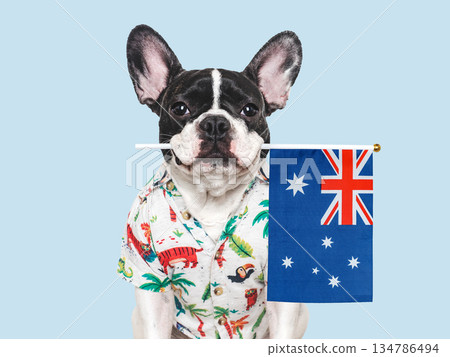 Lovable, charming puppy and Australian Flag 134786494