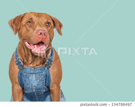 Charming dog and denim overalls. Studio shot 134786497