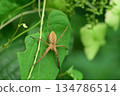 A brown recluse spider lying in wait on a leaf 134786514