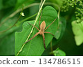 A brown recluse spider lying in wait on a leaf 134786515