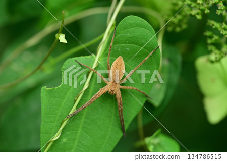 A brown recluse spider lying in wait on a leaf 134786515
