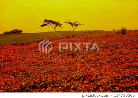 Marigold Hill dyed in the sunset (Honjo City, Saitama Prefecture) Film photo 134786566
