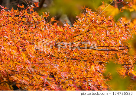 Takadoya Wetlands in Toyota City (Aichi Prefecture) 134786583