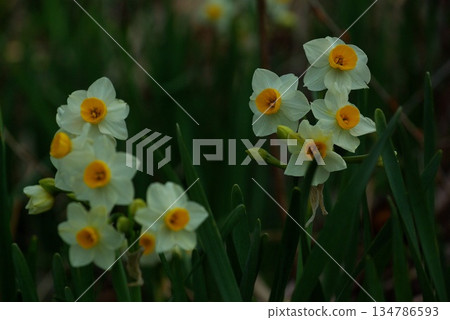There are daffodil fields all along the Echizen coast of Fukui Prefecture, and in season you can see beautiful daffodil flowers. 134786593