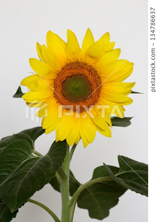 The common sunflower in blossom The common sunflower in blossom 134786637