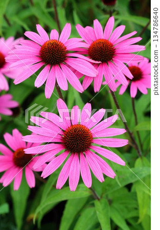 Curative eastern purple coneflower blooming Curative eastern purple coneflower blooming 134786640