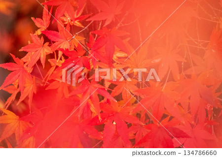 Autumn leaves dyed bright red Autumn leaves dyed bright red 134786660
