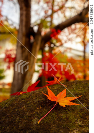 Autumn leaves dyed bright red Autumn leaves dyed bright red 134786661