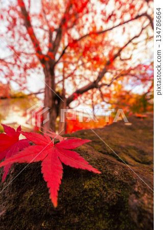 秋葉被染成鮮豔的紅色 秋葉被染成鮮豔的紅色 134786664