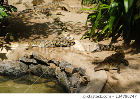Crocodiles sunbathing in a natural habitat at the wildlife sanctuary during midday hours with a mix of adults and young ones basking on the rocks Crocodiles sunbathing in a natural habitat at the wildlife sanctuary during midday hours with a mix of adults and young ones basking on the rocks 134786747
