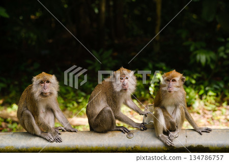 Three monkeys sit on a pipe in a lush green environment, showcasing their human-like expressions while interacting in nature during daytime 134786757