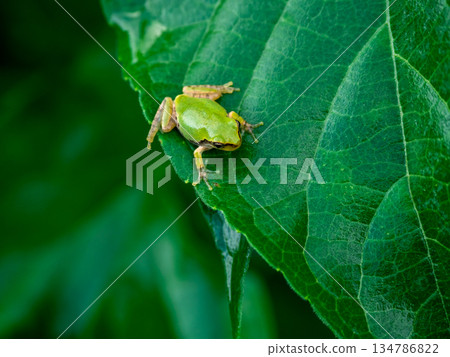 Rain frog on the leaves Rain frog on the leaves 134786822