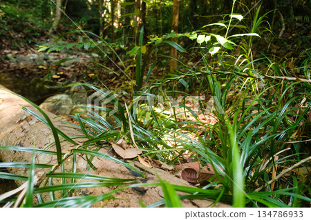 The picturesque greenery of a tropical forest with dense foliage and sunlight filtering through the trees, in a calm atmosphere in the early morning The picturesque greenery of a tropical forest with dense foliage and sunlight filtering through the trees, in a calm atmosphere in the early morning 134786933