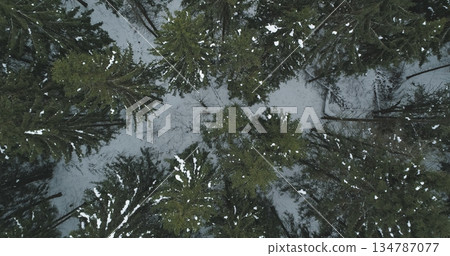Aerial top view over winter fir forest Aerial top view over winter fir forest 134787077