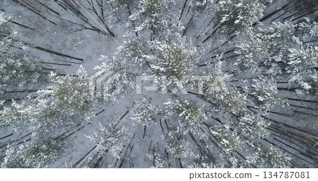 Aerial ascent topview fly over frozen mixeb forest with pine and birch trees 134787081