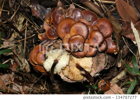Colorful and lustrous natural Enokitake mushrooms growing in clusters on a rotting tree stump (macro photography of natural fungi and mushrooms) Colorful and lustrous natural Enokitake mushrooms growing in clusters on a rotting tree stump (macro photography of natural fungi and mushrooms) 134787277