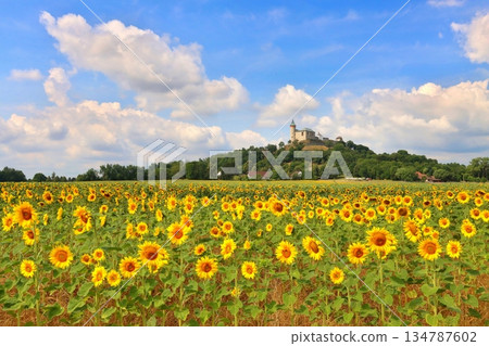 Stony Kuneticka hora castle with filed of sunflowers Stony Kuneticka hora castle with filed of sunflowers 134787602