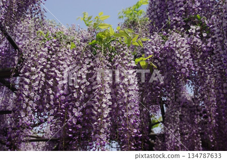 In spring, beautiful purple wisteria flowers bloom in full glory on the wisteria trellis in Takehana-cho, Hashima City, Gifu Prefecture. In spring, beautiful purple wisteria flowers bloom in full glory on the wisteria trellis in Takehana-cho, Hashima City, Gifu Prefecture. 134787633
