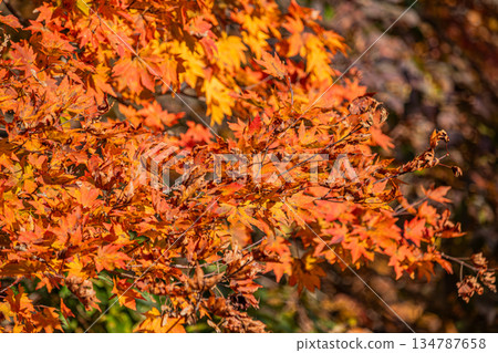 從愛知縣豐田市眺望黑田水壩 134787658
