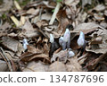 Silver dragon grass blooming among fallen leaves in the forest 134787696