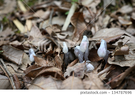 Silver dragon grass blooming among fallen leaves in the forest Silver dragon grass blooming among fallen leaves in the forest 134787696