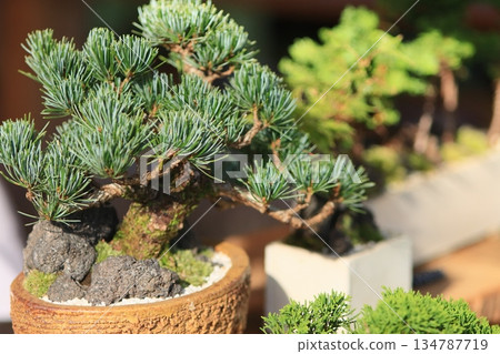 Mini bonsai Mini bonsai 134787719