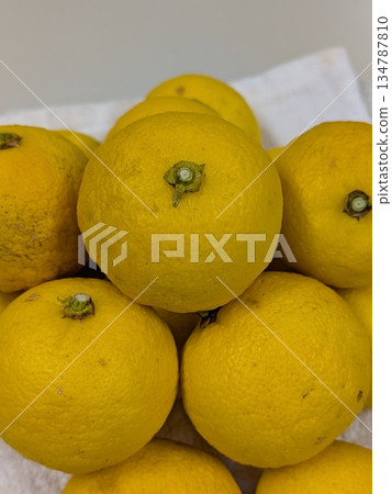 採摘的柚子原料 採摘的柚子原料 134787810