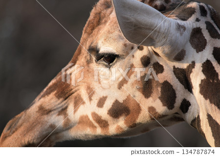 長頸鹿眼裡噙著淚水 134787874