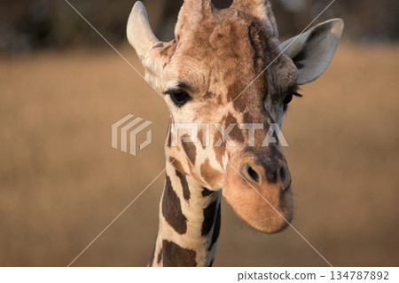 長頸鹿忍受寒冬的肖像 134787892