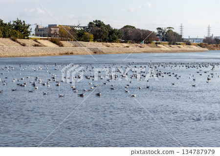 許多海鷗漂浮在河面上。 許多海鷗漂浮在河面上。 134787979