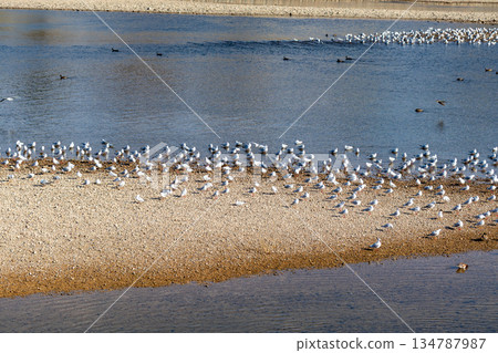 Many seagulls gather in the shallows of the river Many seagulls gather in the shallows of the river 134787987